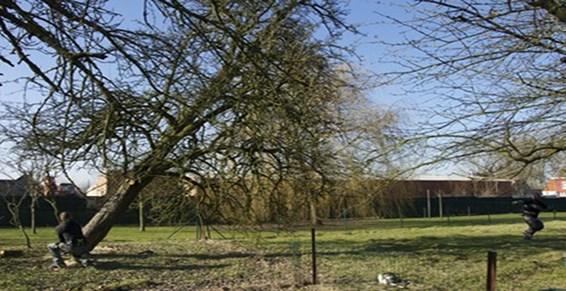 Baltzer, Élagage Abattage