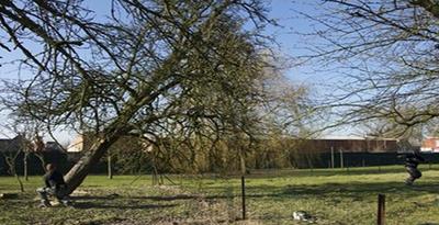 Baltzer, Élagage Abattage