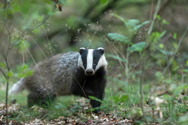 Sur la piste du blaireau