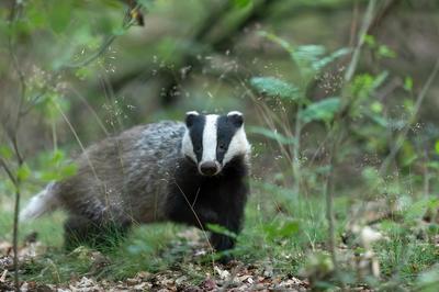 Sur la piste du blaireau