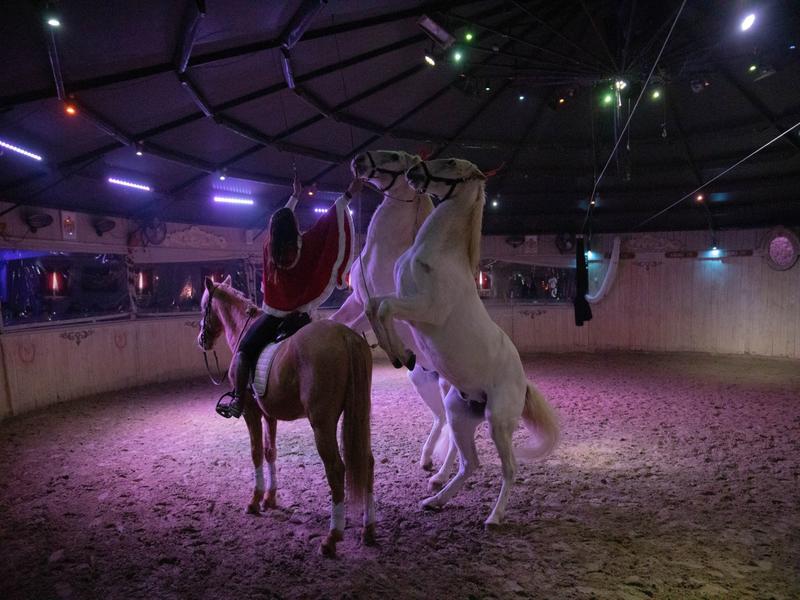 Spectacle de Noël au Cabaret Équestre des Mylords
