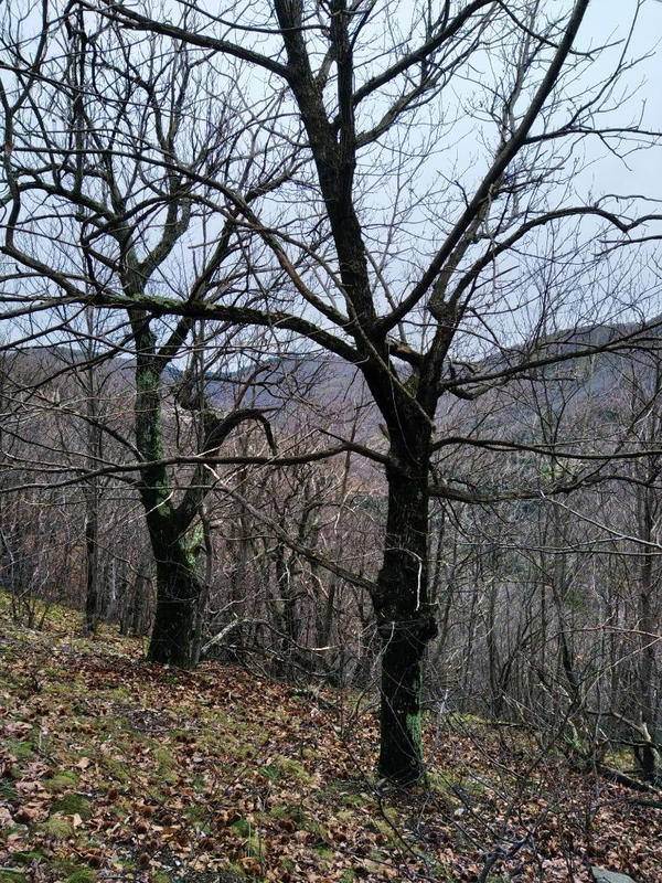 Terrain agricole - 12 330 m²