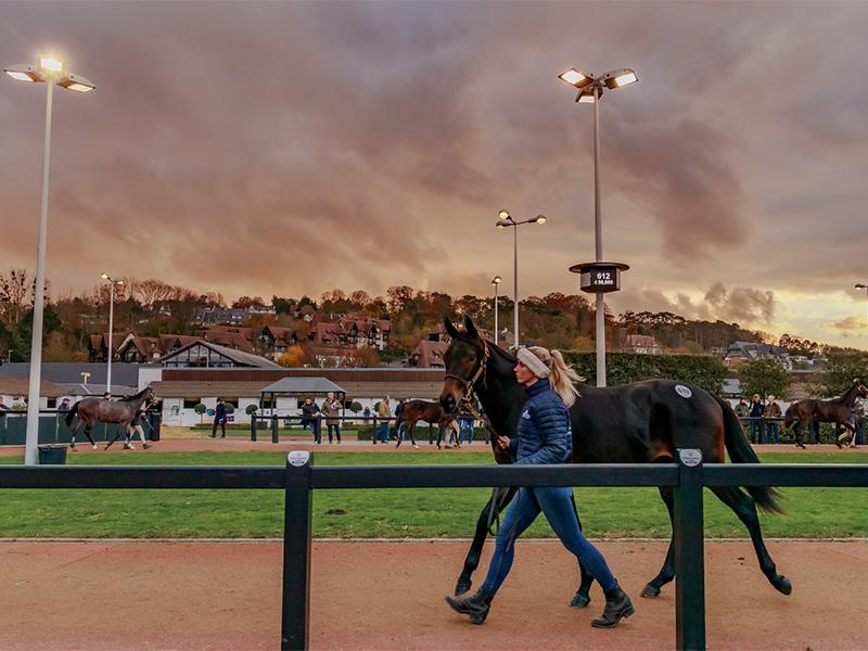 Vente aux enchères de chevaux : Vente d'automne
