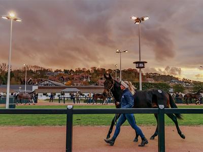 Vente aux enchères de chevaux : Vente d'automne