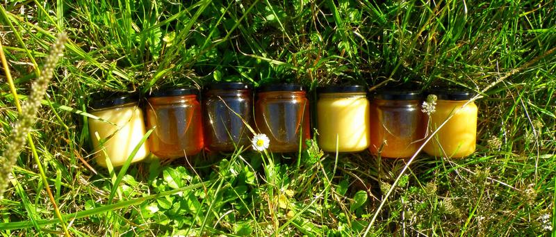 À la découverte du monde des abeilles