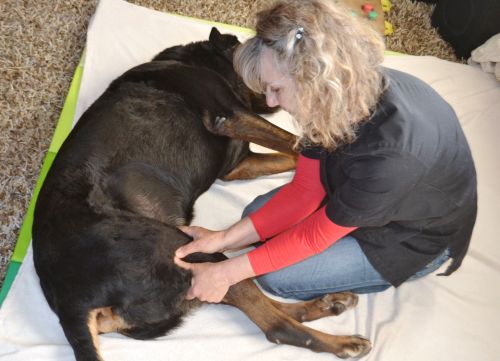 du Temps pour mon Chien