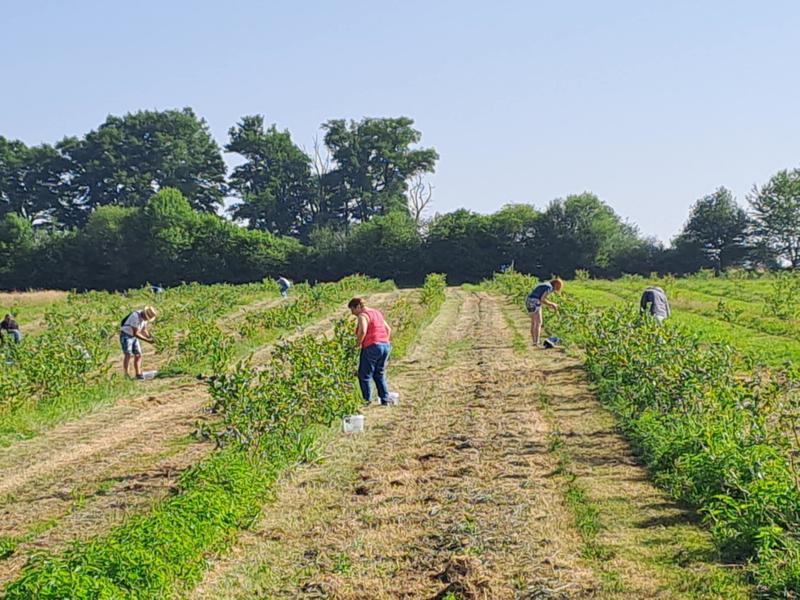Auto-cueillette des myrtilles bio à la ferme