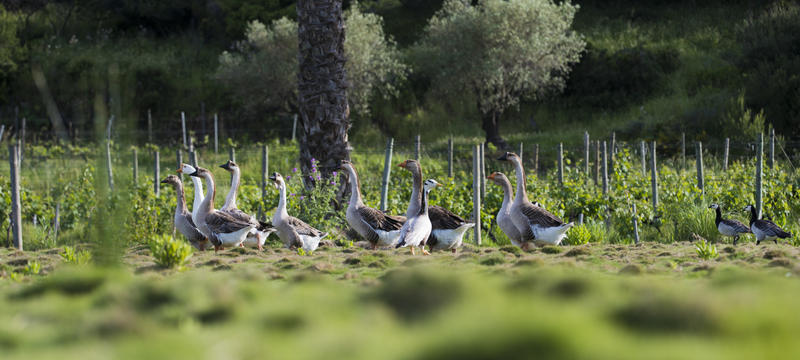 La visite Authentique