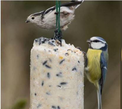 Atelier : Miam Miam pour les piafs