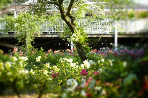 Les Chemins de la Rose