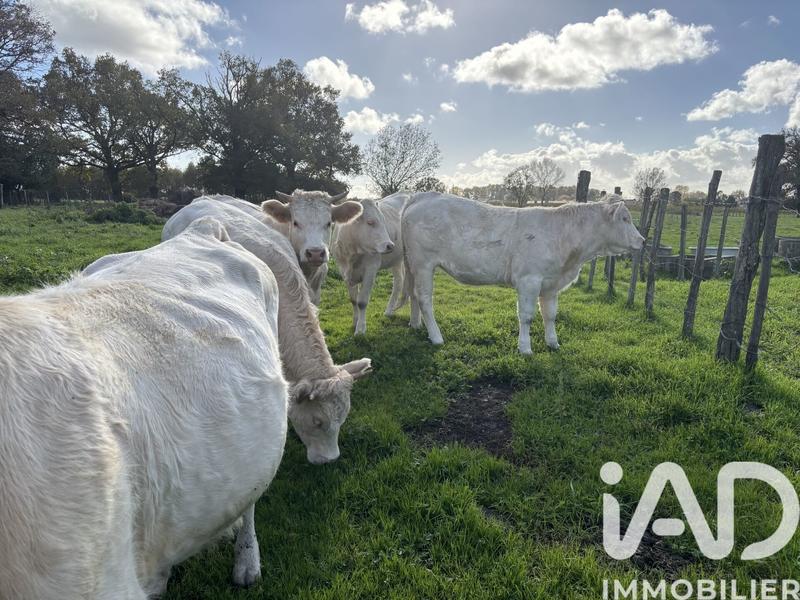 Maison - 300 m² - 11 pièces