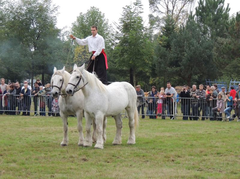 Fête de l'âne et du cheval Percheron