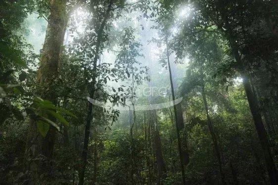 Terrain - 50 000 m²