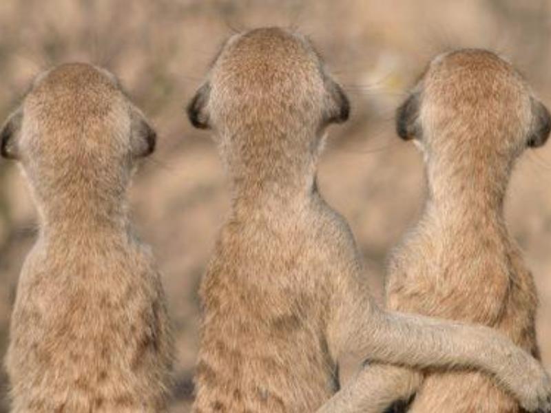 Semaine de la Biodiversité - Ciné Nature "à l'écoute de la nature : l'énigme du cri silencieux" à Saint-Ciers-sur-Gironde