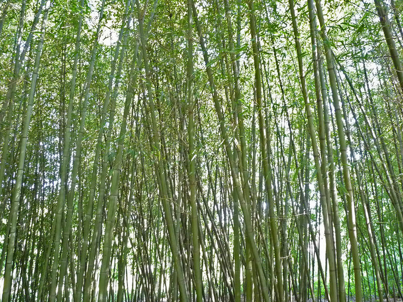 Rendez-vous aux Jardins : Bambousaie du Mépas