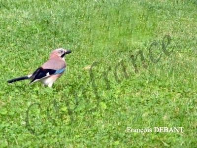 Terrain constructible - 1 159 m²