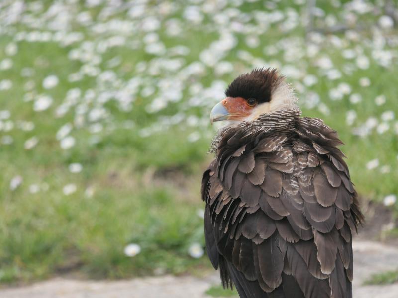 Fête des rapaces et "Spectacle de fauconnerie" à Terres d'Oiseaux