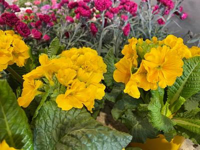 Coopérative Agricole Sopavar