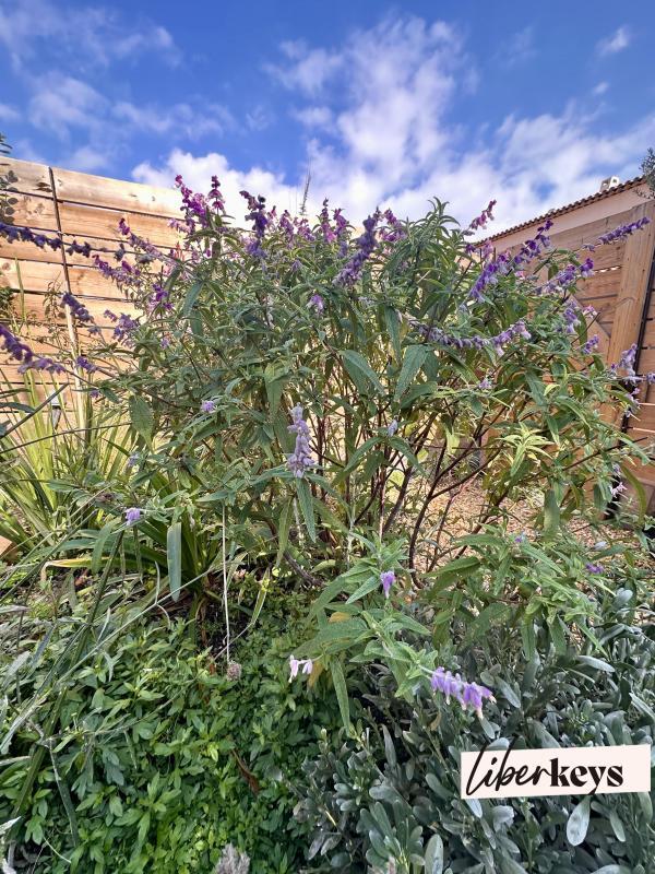 Maison de ville - 44 m² - 2 pièces