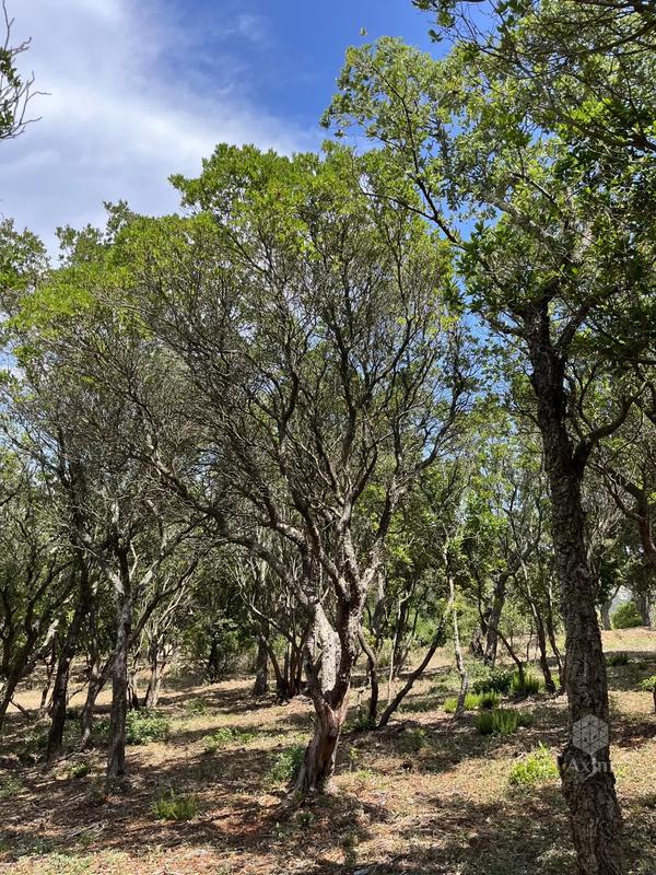 Terrain - 25 956 m²