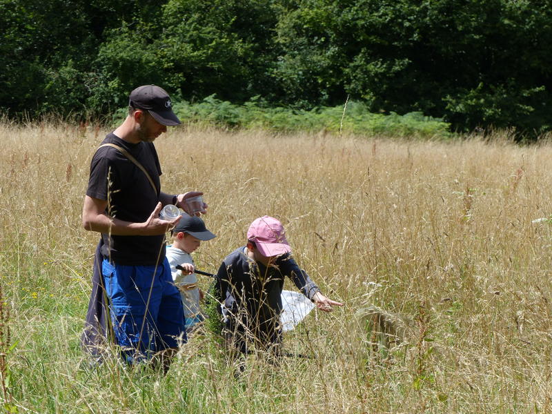 Papillons et libellules