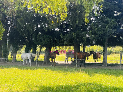 Maison - 243 m² - 8 pièces