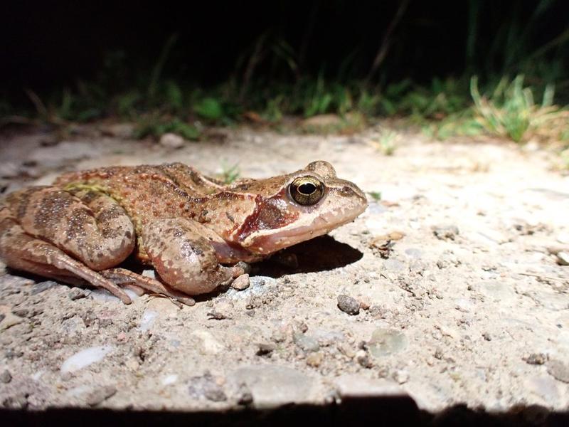 Qu'est-ce qui se trame dans une mare ?