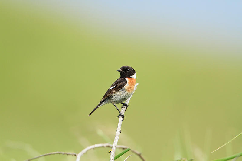Dunes de Stella-Merlimont – les passereaux des dunes