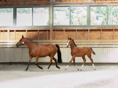 Z-Festival : le rendez-vous de l’excellence