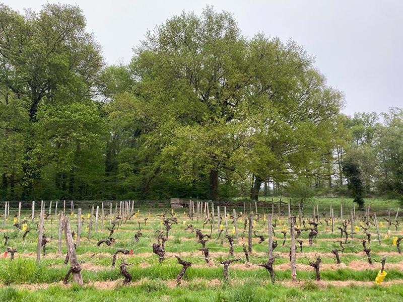 Maison - 313 m² - 8 pièces