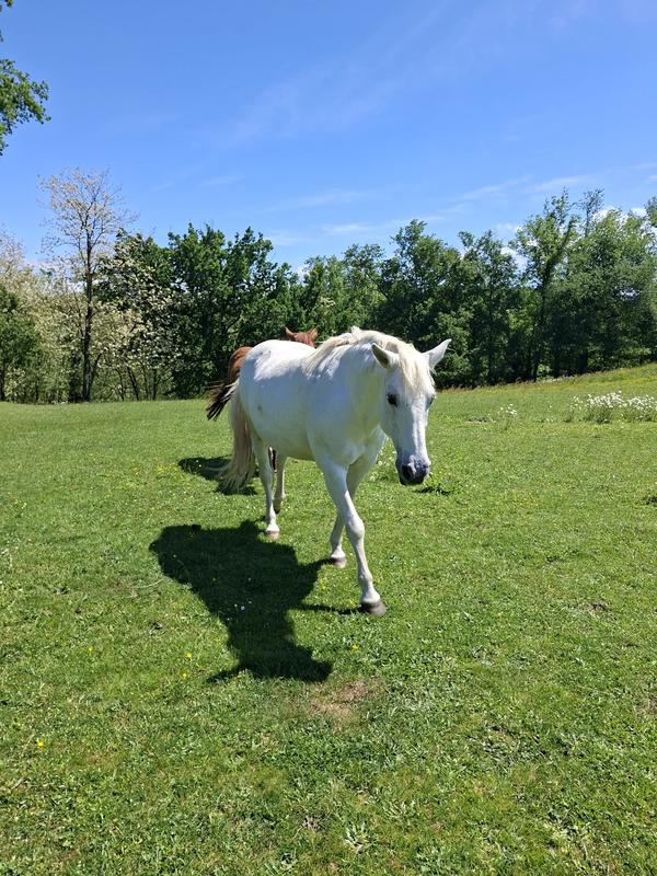 Propriété - 331 m²