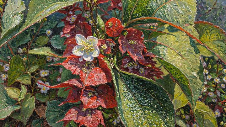 Visite thématique : les plantes stars de mon jardin-forêt