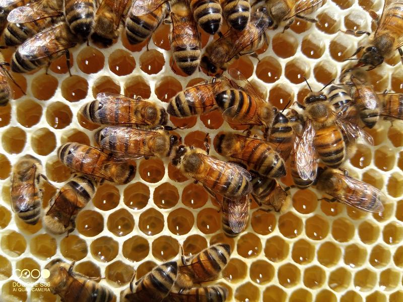 À la découverte du monde des abeilles