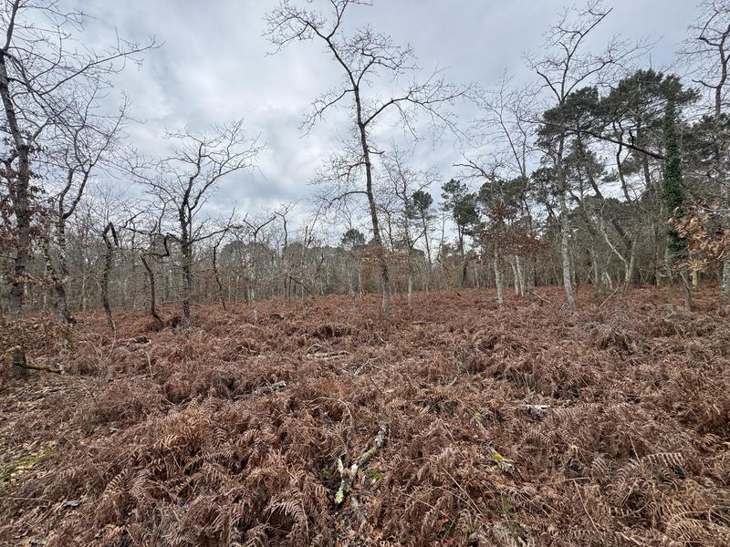 Terrain - 96 131 m²