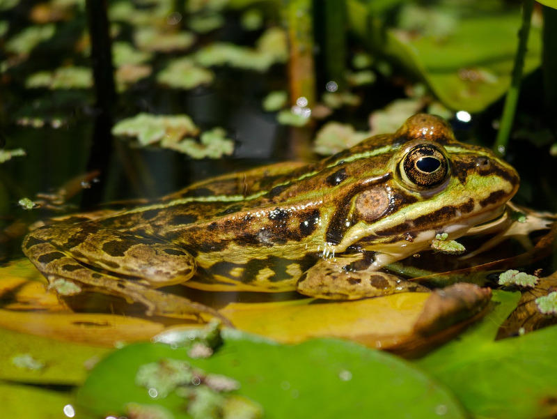 Sortie nocturne à la découverte des tritons et grenouilles