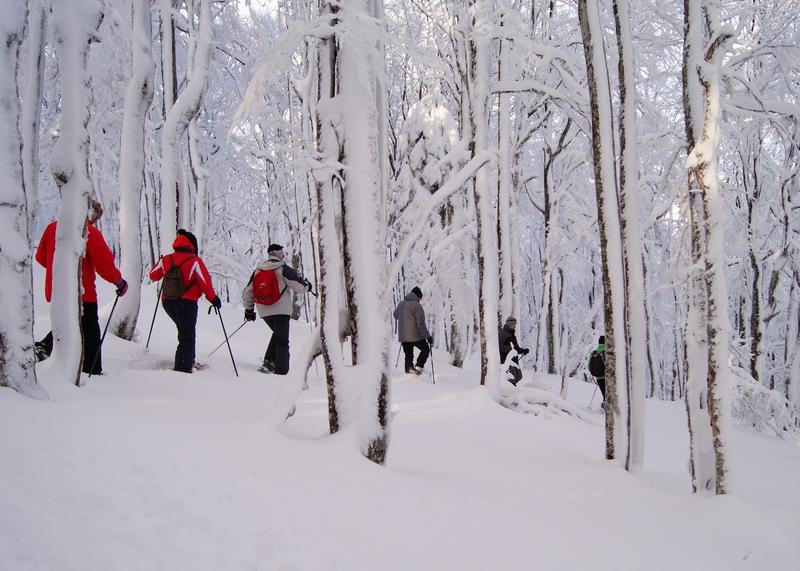 Randonnée en raquettes au Grand Ballon