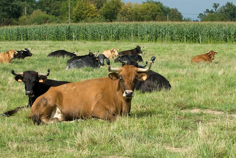 Visite de la ganaderia Maynus