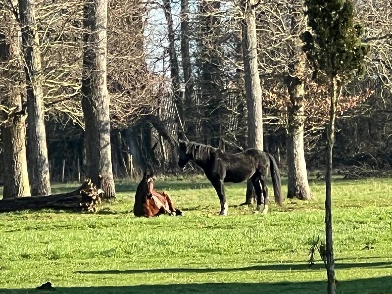 Manoir - 1 000 m² - 14 pièces