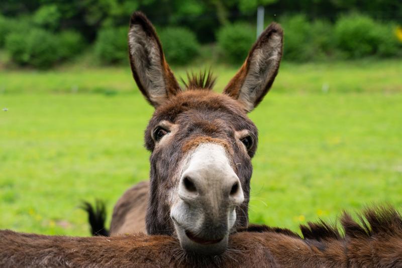 J'apprends à m'occuper de mon âne
