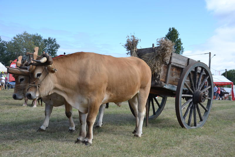 Fête des Battages à l'ancienne
