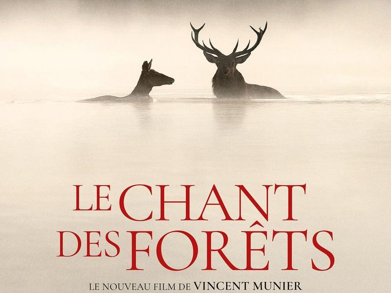 Ciné Plus Limousin - le chant des forêts