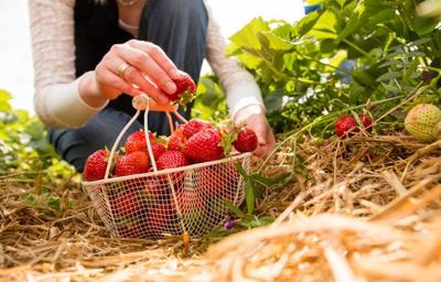 Marché hebdomadaire