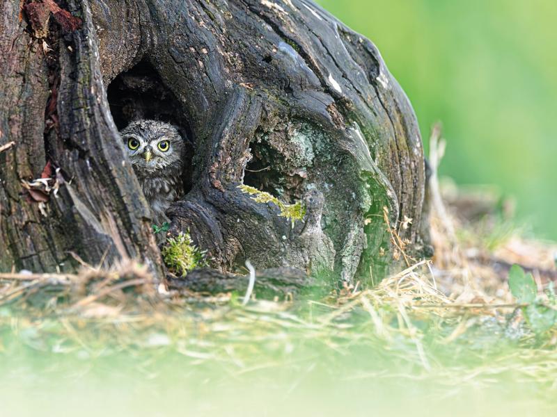 Semaine de la Biodiversité - Conférence avec le photographe animalier Valentin Marchegay