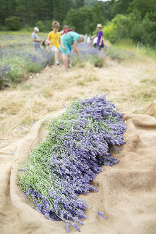 Atelier de distillation à l'ancienne de la lavande au pied du Vercors