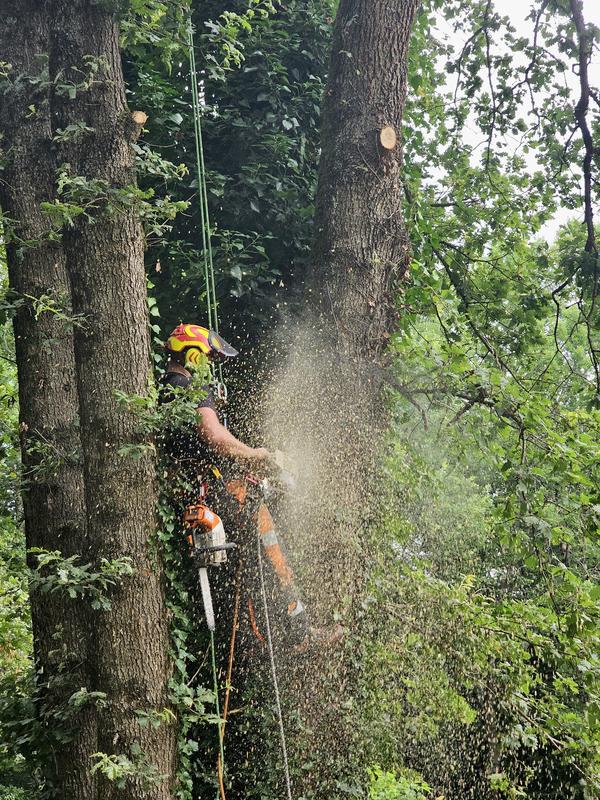 Tolosa Elagage - Abattage Toulouse