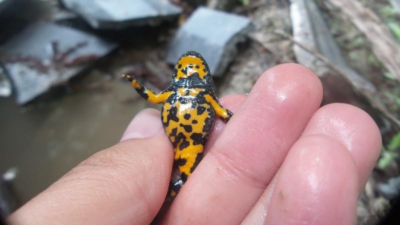 Sortie nature : la vie de la roselière