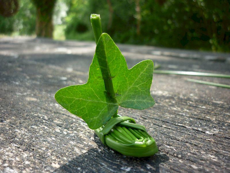 Balade nature- des plantes et des jeux