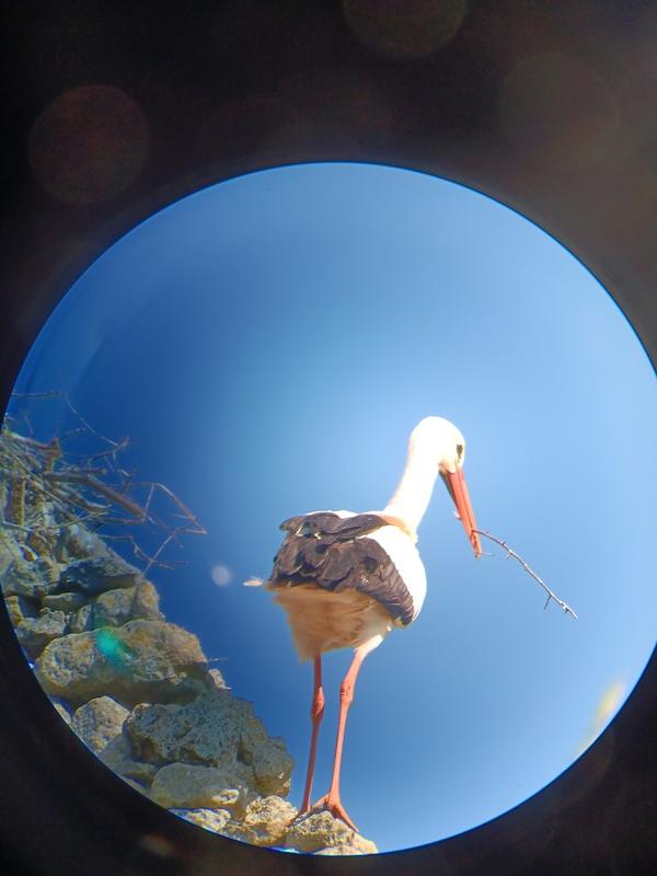 Au château des cigognes