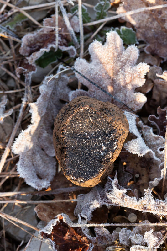 3ème Marché primé aux truffes