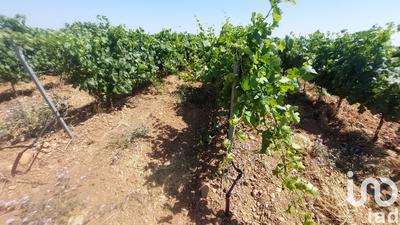 Terrain - 10 954 m²